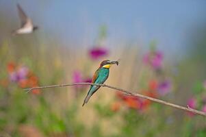 europeo comedor de abejas merops apiaster en pie en un rama con un insecto en sus boca. borroso de colores flores en el antecedentes. foto