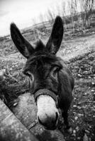 burro en una granja foto