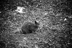 abandonado y triste gato foto