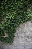 Wild ivies on a wall photo