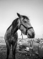 Horse on a farm photo