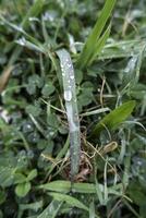 Wet grass in the forest photo