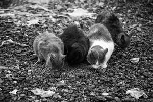 Abandoned and sad cat photo