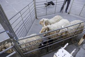 Sheep on a farm photo