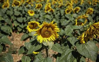 Sunflowers in the field photo