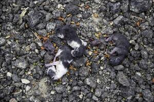 Dead newborn cats photo