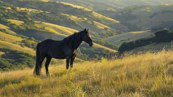 AI generated Hillside Black horse photo