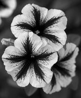 AI generated Crazytunia Black and White flowers photo