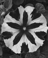 AI generated Crazytunia Black and White flowers photo