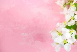 spring flowers of an apple tree on a pink background. photo