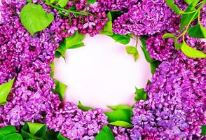 beautiful dark purple fresh lilac on the pink background, purple background, place for text, top view photo