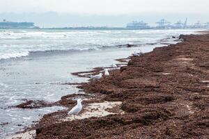 algas marinas en el playa. ecológico problemas. un montón de algas marinas después un tormenta en un playa en Valencia, España. foto