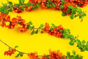 Japanese quince flower on yellow background closeup. place for text photo