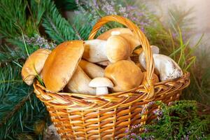 Forest mushrooms in the basket. White mushrooms. Autumn background with mushrooms and forest foliage. place for text. photo