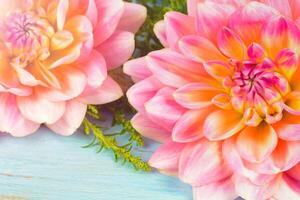 light pink dahlias , macro. place for text photo