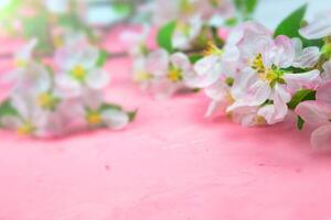 spring flowers of an apple tree on a pink background. photo