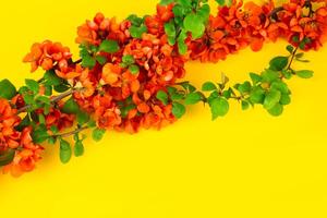 Japanese quince flower on yellow background closeup. place for text photo