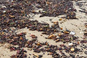 seaweed on the beach. ecological problems in Valencia, Spain. close up photo