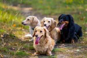 Four cute small dogs are posing on nature background. Blurred background. Pets and animals. photo