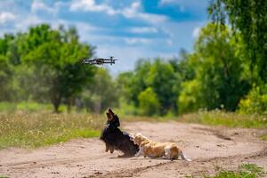 dos perros de pequeño razas son jugando exterior. verde naturaleza antecedentes. jengibre y negro perro. foto