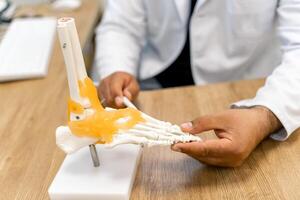 Feet bones model at doctors table. Educational medical artificial foot model. Detailed bones of the foot. photo