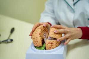 cerebro funciones modelo para educación. médico sostiene en su manos un modelo de el humano cerebro. foto