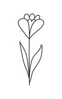 Linear crocus flower isolated on white. Spring flower. Botanical drawing. Great for greeting cards, backgrounds, tattoo. Woman's day, mother's day, wedding. Line art. Coloring book. vector