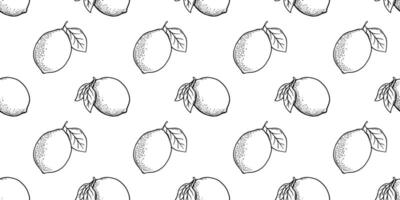 Hand drawn vector seamless pattern with etching lemon or lime, leaves in engraved style. Vector black and white repeat backdrop