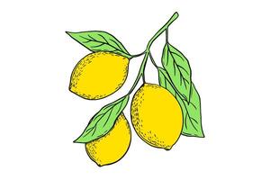 Hand drawn lemon branch with leaves. Fruit in flat style, whole fresh citrus isolated on white background vector