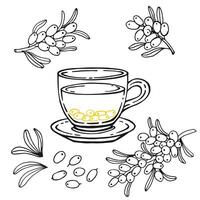 Glass cup of tea, sea buckthorn. Hand drawn vector illustration in outline style.