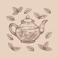 Teapot, mint leaves, tea. Hand drawn vector illustration in outline style.