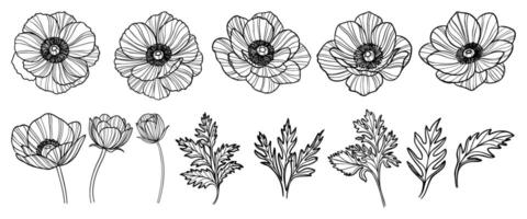 Set of anemone flowers vector