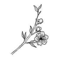 Sakura branch hand drawn, line art vector illustration