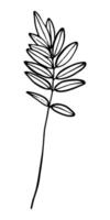 Hand drawn vector illustration of branch on white background