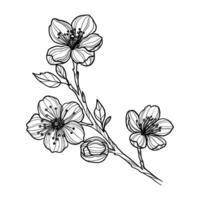 Sakura flowers hand drawn, line art vector illustration