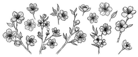 Sakura flowers set hand drawn, line art vector illustration