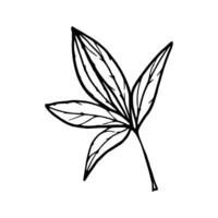 Line art vector illustration of branch on white background