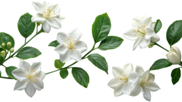 AI generated Jasmine flowers on a transparent background png