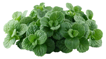 AI generated Medicinal plants catnip on a transparent background png