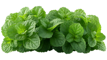 AI generated Medicinal plants lemon balm on a transparent background png