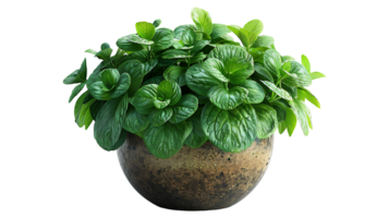 AI generated Medicinal plants lemon balm in a pot on a transparent background png