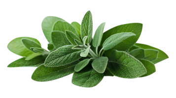 AI generated Fresh sage plant in a pot on a white background png