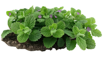 ai gerado medicinal plantas erva de gato em uma transparente fundo png