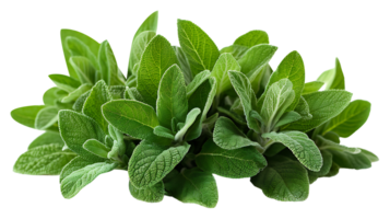 AI generated Fresh sage plant in a pot on a white background png