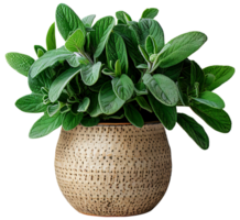 AI generated Fresh sage plants in a pot on a transparent background png