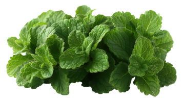 AI generated Medicinal plants lemon balm on a transparent background png