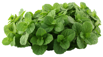 AI generated Medicinal plants lemon balm on a transparent background png