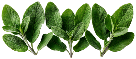 AI generated Fresh sage plant in a pot on a white background png