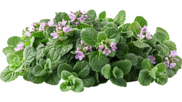 ai gerado medicinal plantas erva de gato em uma transparente fundo png