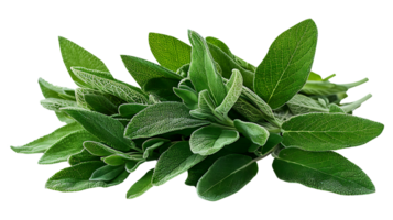 AI generated Fresh sage plant in a pot on a white background png